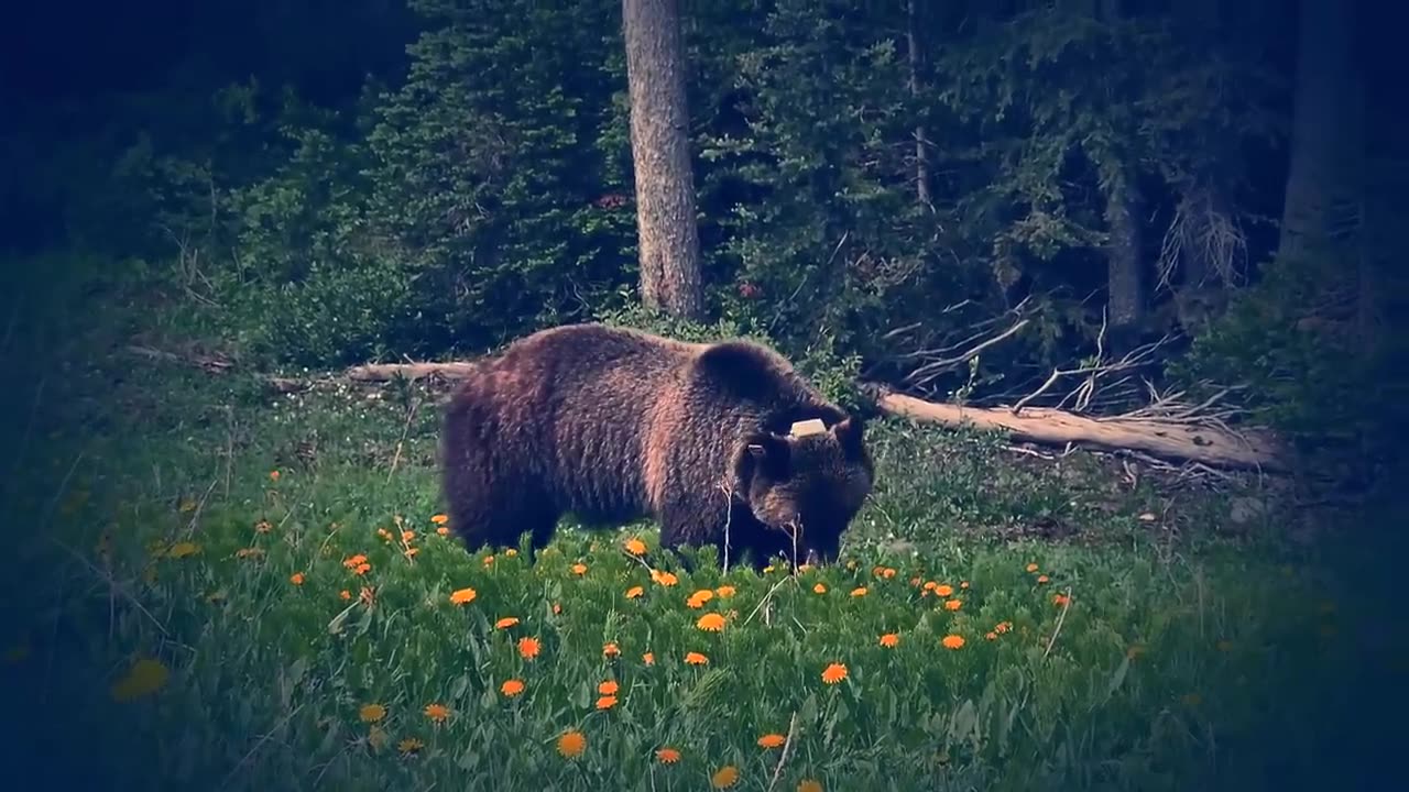 😮🦁 The Legendary Grizzly 'The Boss' of Banff Park! | FeedMyCuriosity