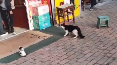 😂🐶 This Dog's Reaction to Barking is Hilarious! | FunFM