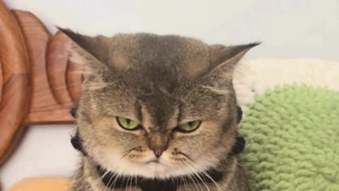 “The cat got angry😾 | “Angry CATS Compilation #funny #viral”