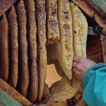 Harvesting honey out of a hive following Anastasia's design.