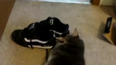 Cat sticks head in shoe