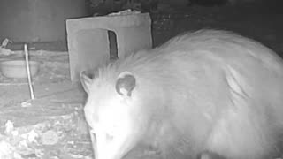 EA S195 - Opossum Munchies