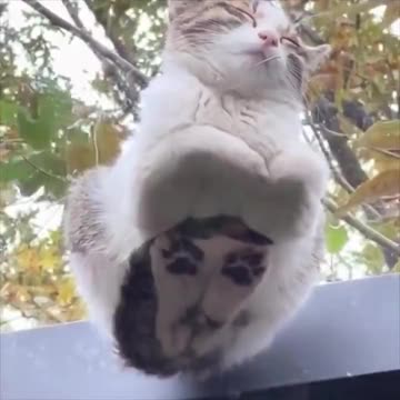 Cat on a glass roof.. 😊