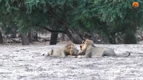 Lions_Come_Across_Wild_Dogs_Catching_Twin_Baby_Buffaloes