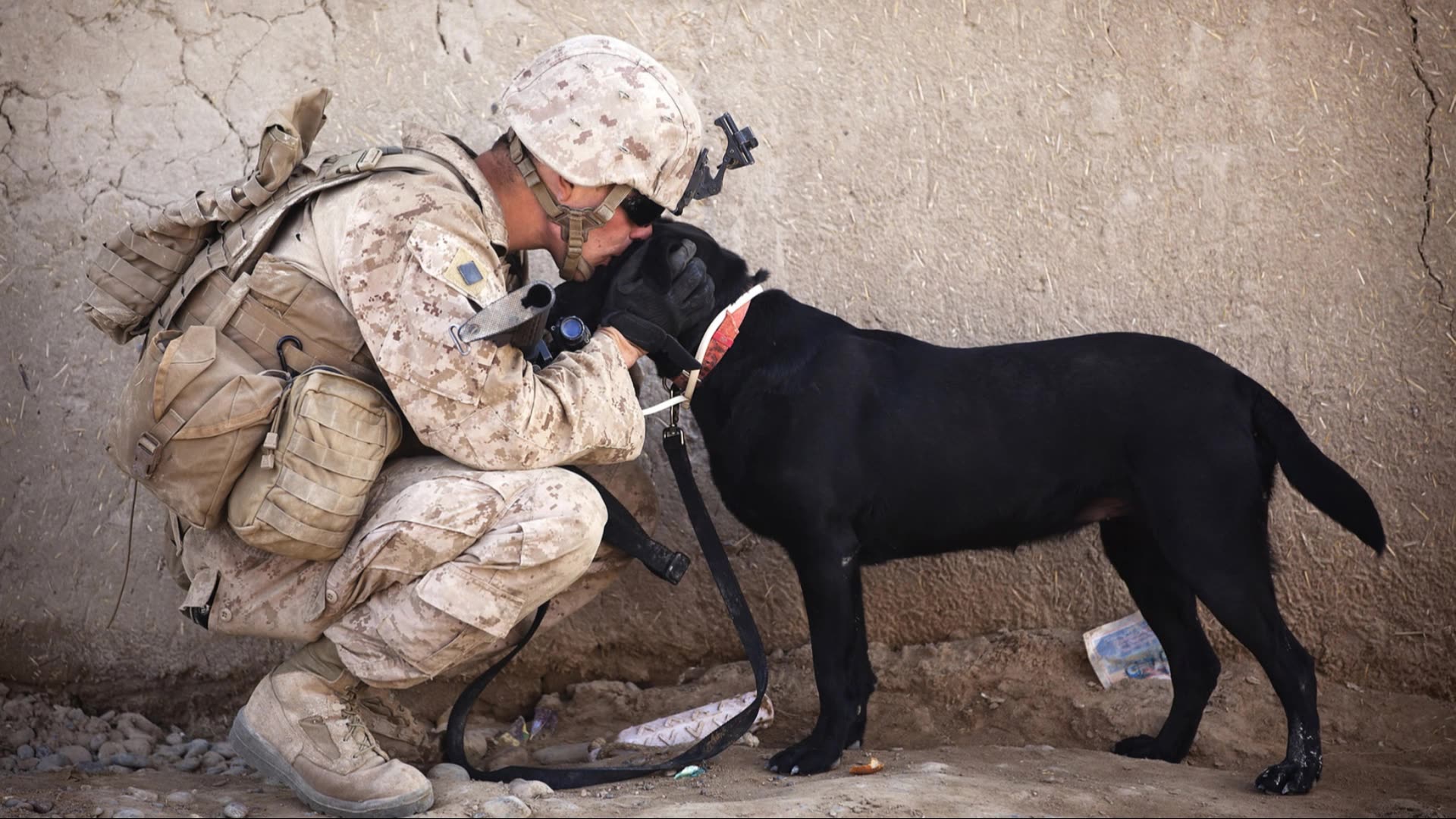 Dixie The Praying Dog Honors Our Heroes! 🇺🇸 Nightly Scroll w/ Hayley Caronia