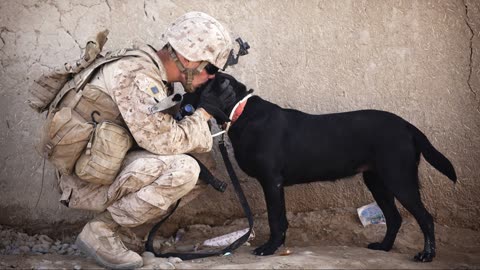 Dixie The Praying Dog Honors Our Heroes! 🇺🇸 Nightly Scroll w/ Hayley Caronia