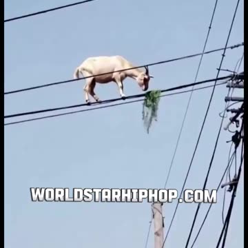 That Goat Built Different? 😂🐐😂