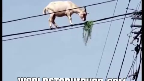 That Goat Built Different? 😂🐐😂