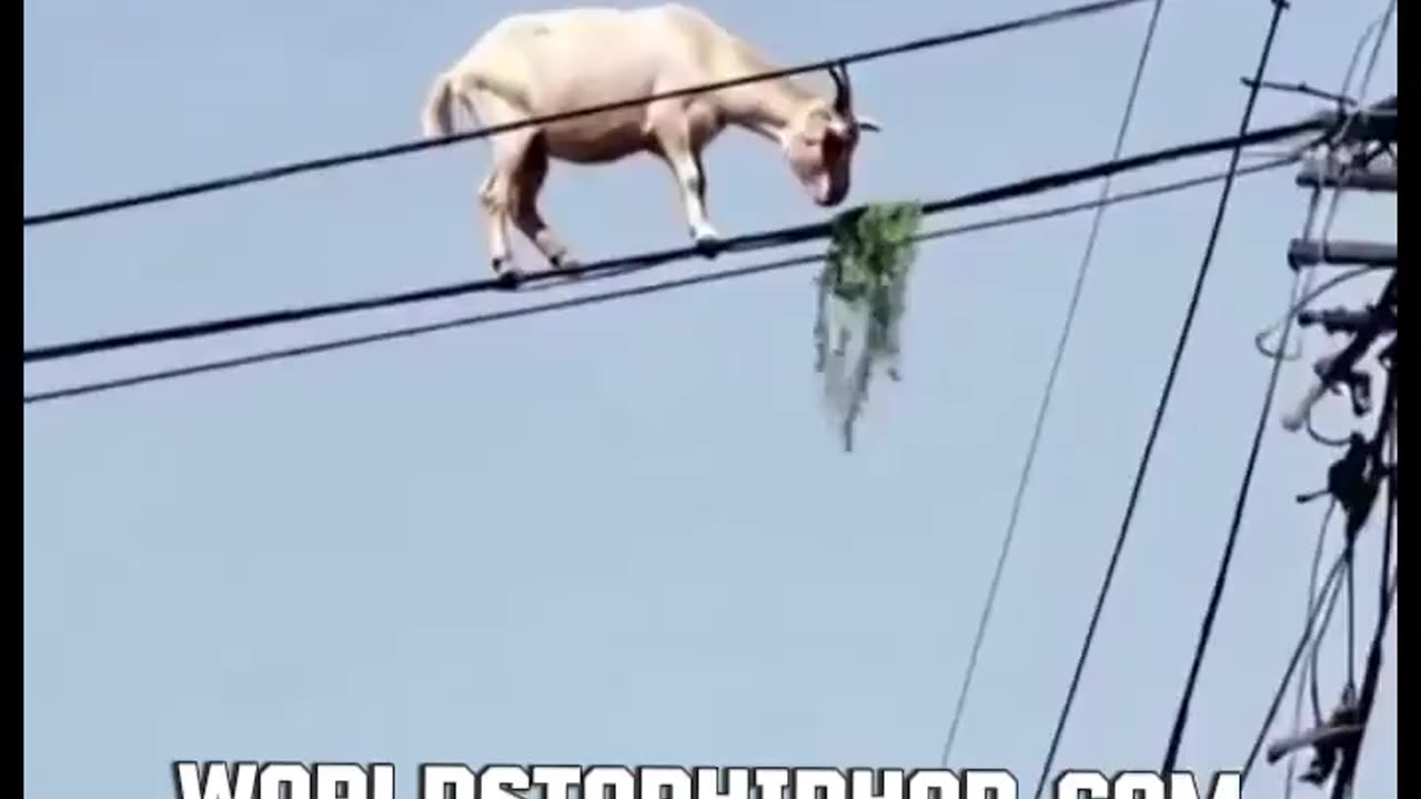 That Goat Built Different? 😂🐐😂