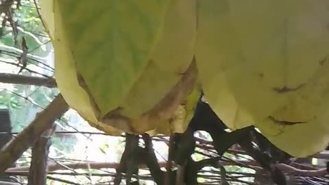 будни\не\плантатора_3