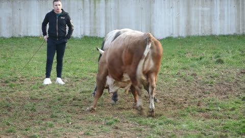 Balti od Levića vs Natikač od Tanasića Kutanja 2025