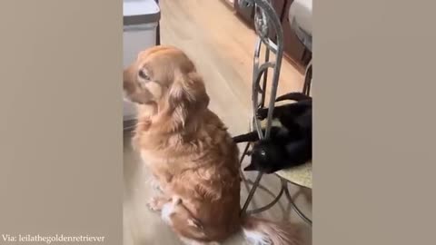 Dog Doing Funny Things