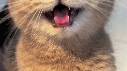 Cute Cat Video >