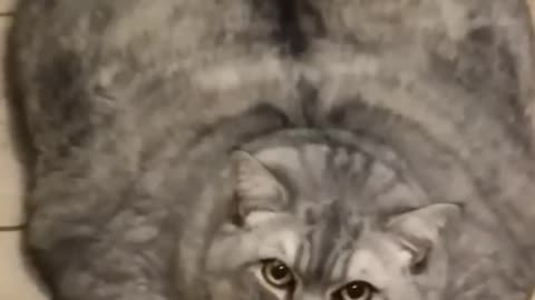 Cute Kittens & Funny Cats—Unforgettable Pet Moments! 🐾💡
