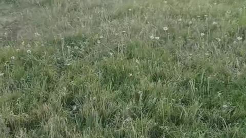 Playing with my goats!