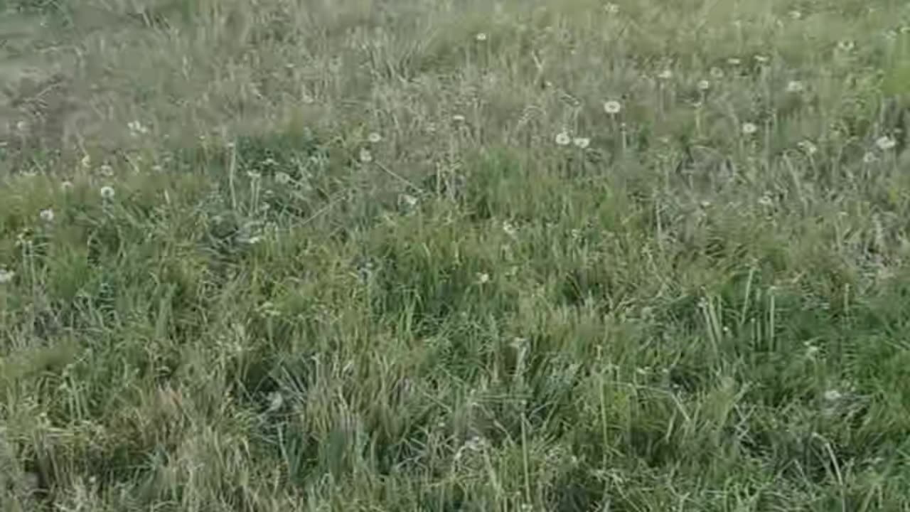 Playing with my goats!