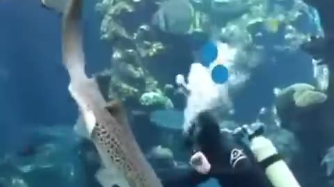 Shark core. 🦈🦈#funny #shark