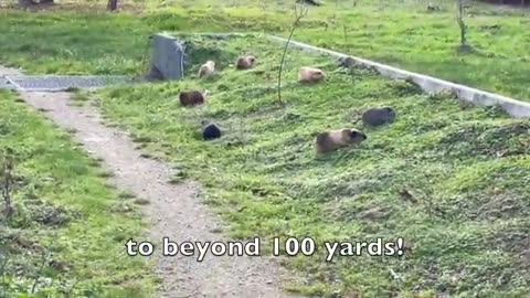 Guinea pigs exit and enter the tube.