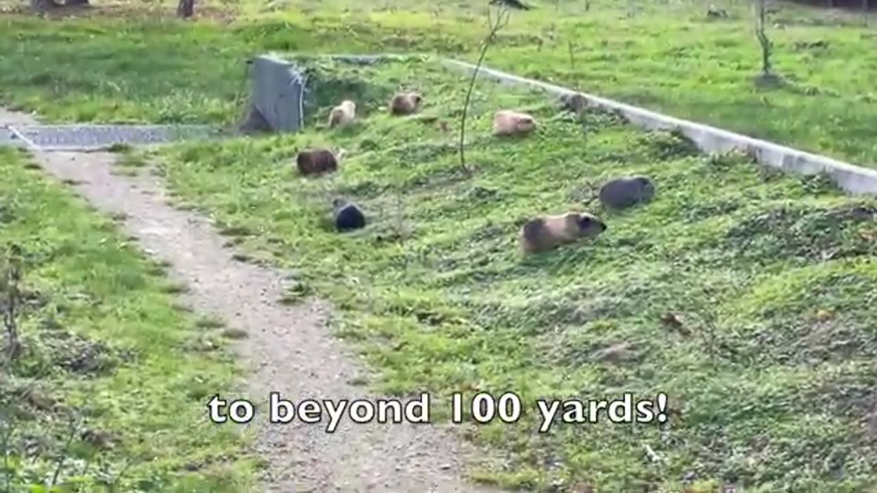 Guinea pigs exit and enter the tube.