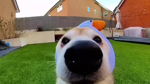 My funny shiba inu Filmed ultrawide just like popipopipo.