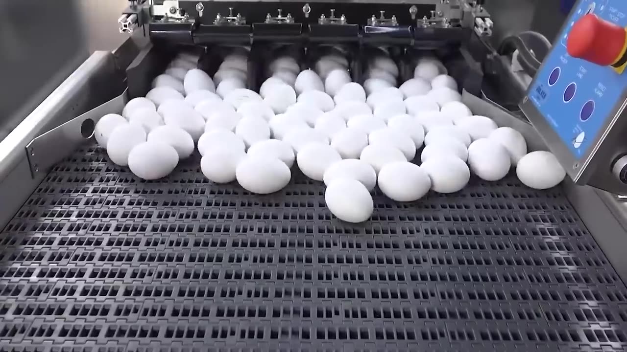 Chicken Egg Incubation Technology