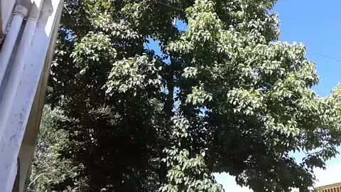 Tranqui, tomando mate en el patio de la UTU de Tacuarembó (15/12/2016)