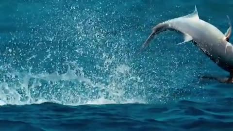 🧠✨ Fish Catches Bird! Nature's Unexpected Predator | FeedMyCuriosity