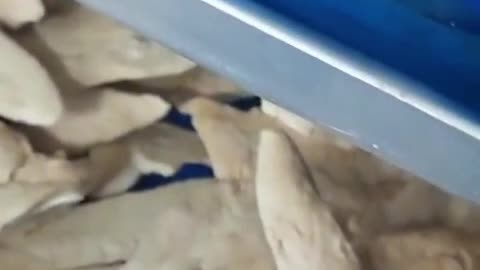intelligent freeze dryer