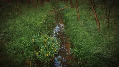 Relaxing Forest Sounds by a Quiet Stream | Ultimate Nature Relaxation