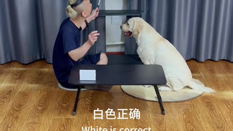 打破“砖家”魔咒，狗狗不是色盲 Breaking the "expert" curse, dogs are not color blind
