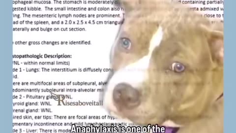 We’re doing to our pets what they’ve been doing to our children 🤬