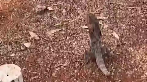 The frilled lizard