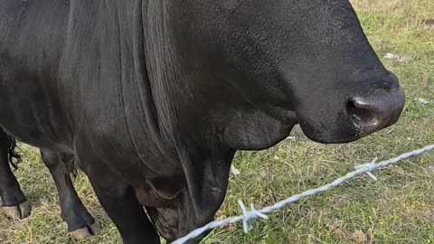 FINALLY FOUND MY KIN FOLKS #truckesvlogs #truckdriver #truckdriver #truckingfamily #truckstops