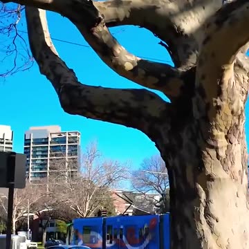 Melbourne Australia Trams in Winter 2025