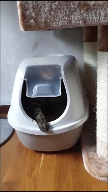 Seven nations cat army 🤣