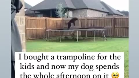 🐶😂 The Cutest Doggo Will Steal Your Heart! | FunFM