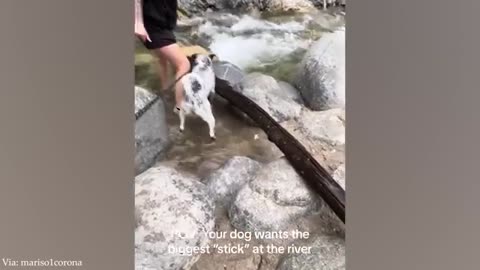 Best of Funny Dogs