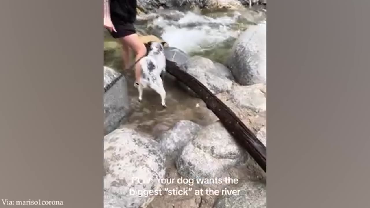 Best of Funny Dogs
