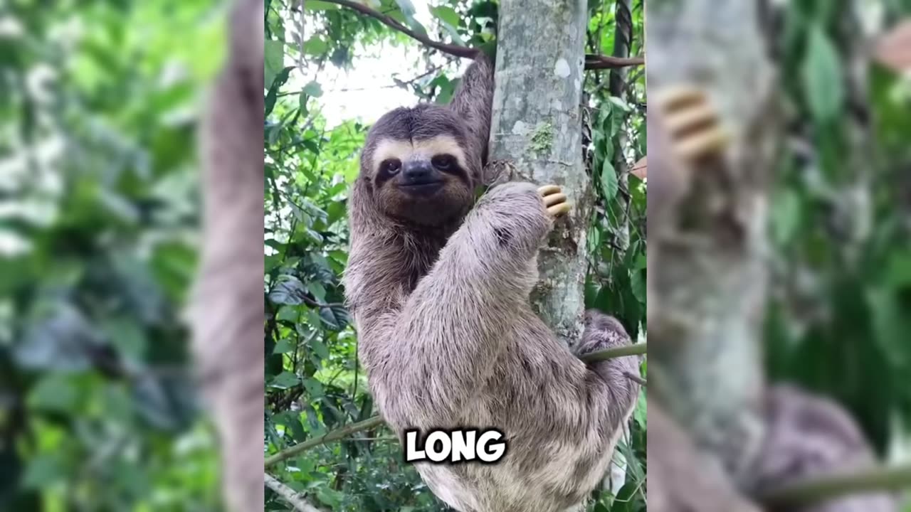 loth: The Lazy Animal with Its Own Way of Life