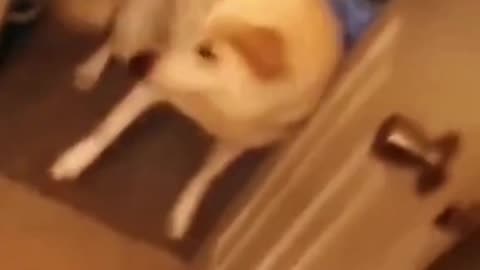 FUNNY ANIMAL COMPILATIONS - PART 84