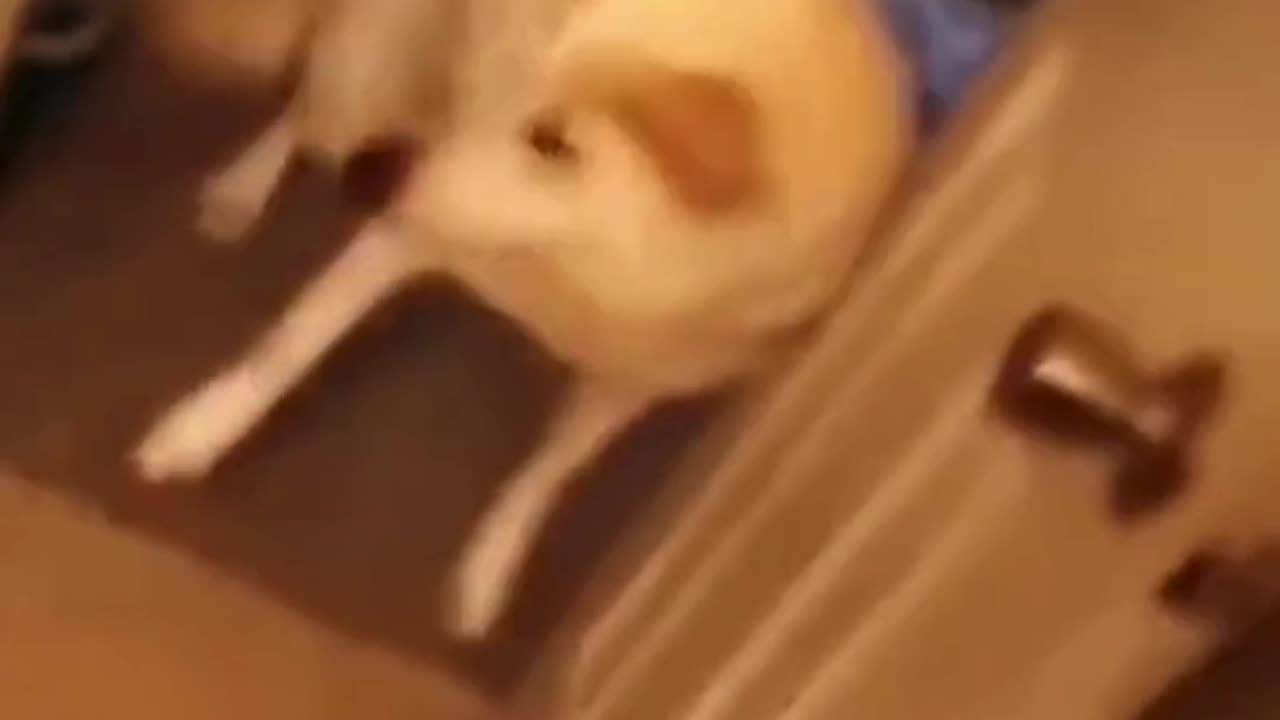 FUNNY ANIMAL COMPILATIONS - PART 84