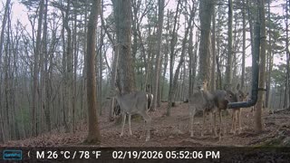 The Woods – 02/20/2026