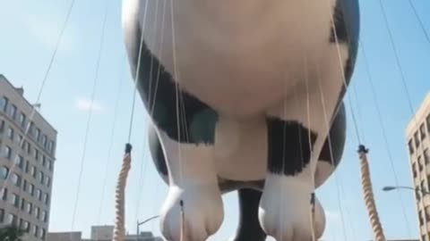 RIO 😺 HELPS THE PEOPLE ENJOY THANKSGIVING 🐔 BY HAVING A RIO 😺FLOAT DESIGNED SO THEY CAN FLY IT