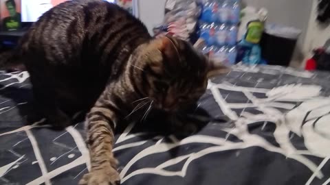 MONDAY TESLA BEING SILLY