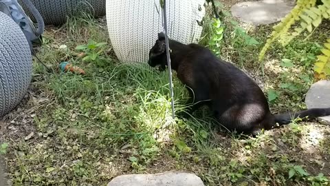 20250731 135013 Tux Grazing and Panting