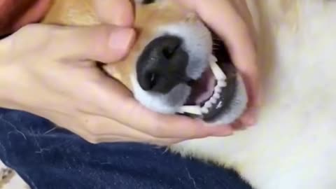 Cute Dogs Being Happy and Funny