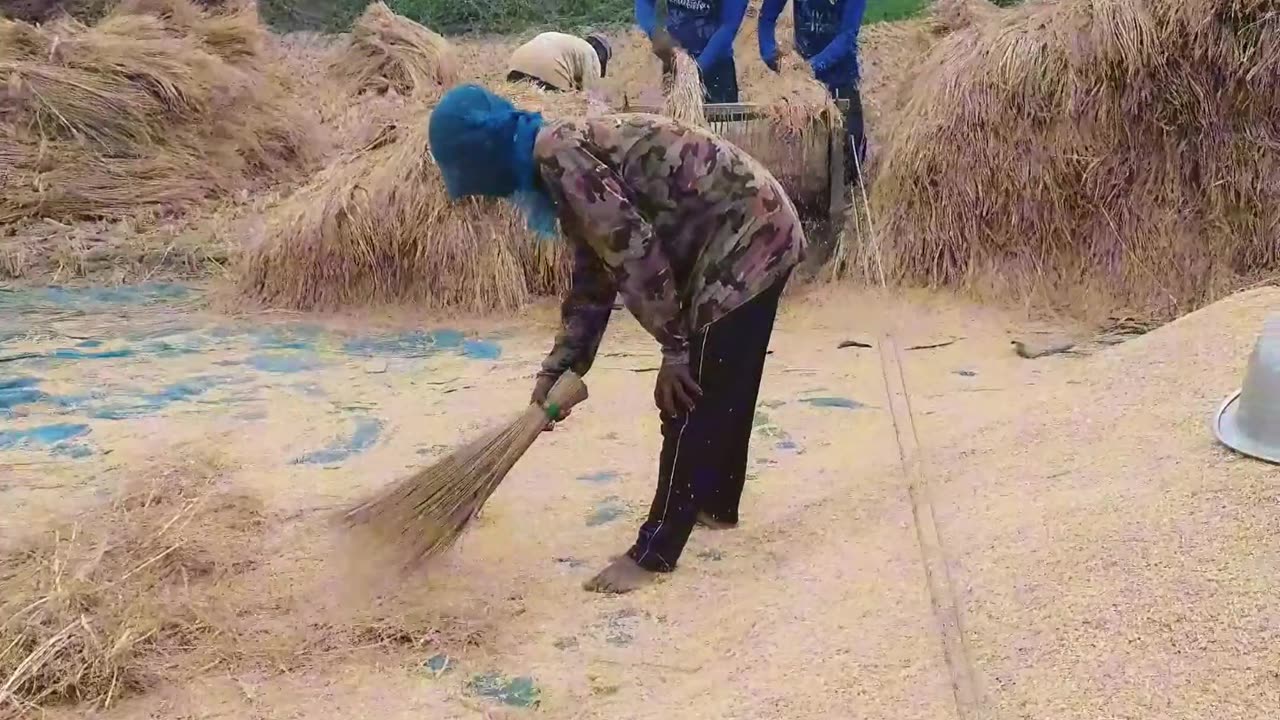 ধান মাড়াই করতে একটু দেরি হয়ে গেল | ধান মাড়াই করার পদ্ধতি | ধান মাড়াই করার মেশিন