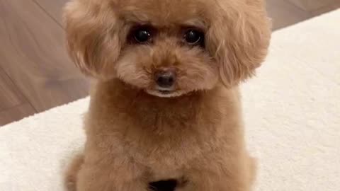 Cute dog copy his owner's gadgets use । pet video । funny clip ।।