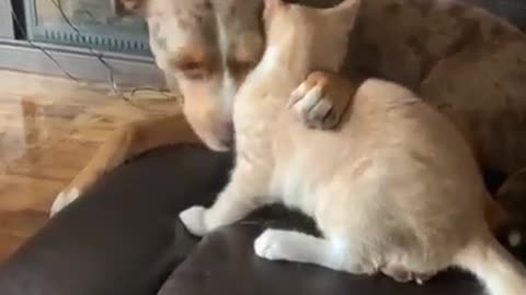 dog and cat funny video