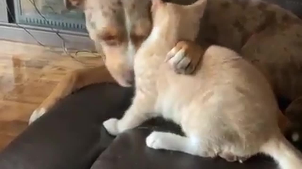 dog and cat funny video